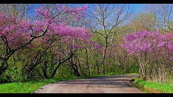 小路歌曲视频,探寻青春记忆中的诗意旅程