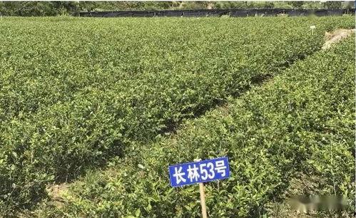 油茶修剪视频,视频教程深度解读