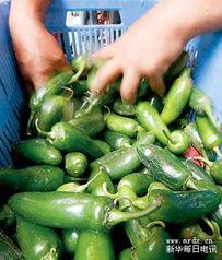 墨西哥辣椒视频,墨西哥辣椒视频带你领略异国香辣风情